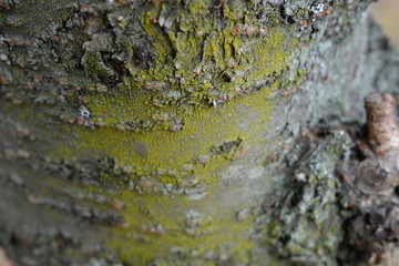 Tree bark with moss