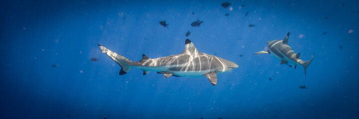 Requins à pointe noire