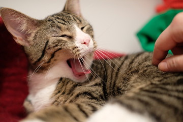 Calico kitten yawning