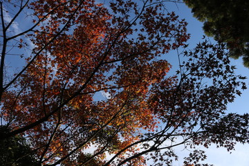 紅葉