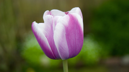 eine Tulpe blüht im Garten