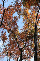紅葉