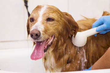 bathing the border collie dog in the bathtub