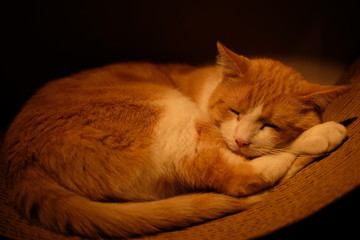 Fototapeta na wymiar Sleeping orange cat