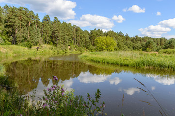Obraz premium scenic wetlands with country lake or river in summer