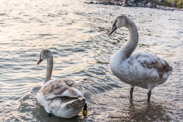 Beach Boys of November
