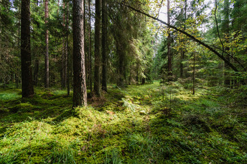 Obraz premium Old forest with moss covered trees and rays of sun
