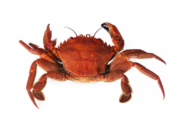 seafood, crab isolated on white