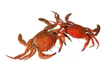 seafood, crab isolated on white