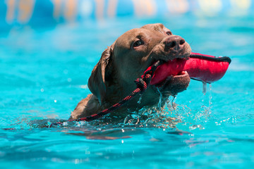 Dog Fetches Object In Mouth At Dock Jumping Competition © blueiz60