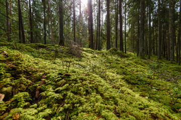 Old forest with moss covered trees and rays of sun