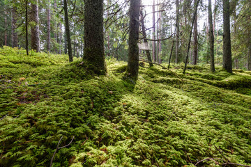 Obraz premium Old forest with moss covered trees and rays of sun