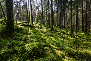 Obraz premium Old forest with moss covered trees and rays of sun