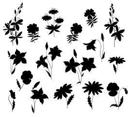 Silhouettes of wild flowers