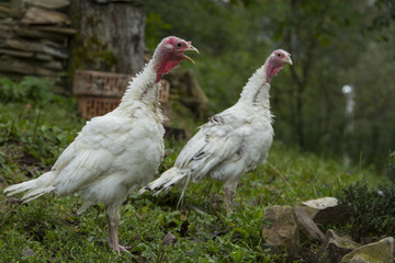 white turkeys on free uranium