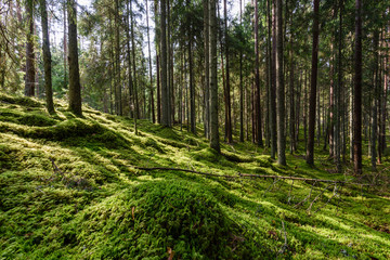 Old forest with moss covered trees and rays of sun
