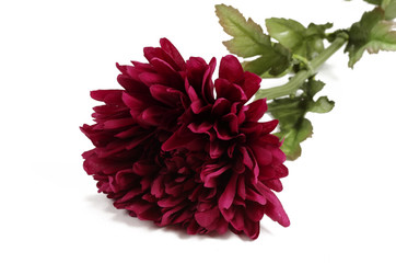 Artificial flowers for design and home decoration - aster isolated on white background 