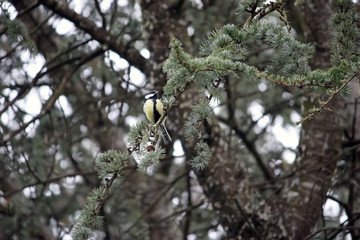 Mésange charbonnière posée sur une branche de sapin