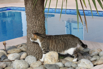 Chat qui guette derrière un arbre