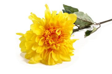 Artificial flowers for design and home decoration - aster isolated on white background 