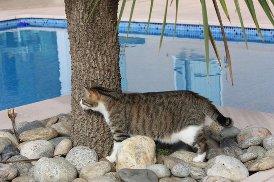 Chat qui guette derri&egrave;re un arbre