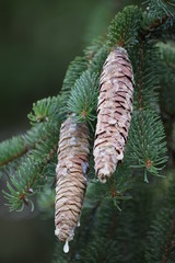 evergreen with pinecones