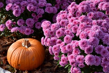 Pumpkin and flowers