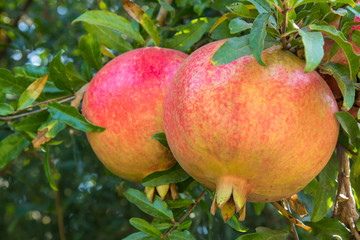Ripe colorful pomegranate fruits on tree.