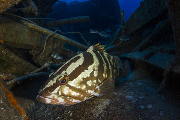 Fototapeta na wymiar Nassau Grouper on Wreck