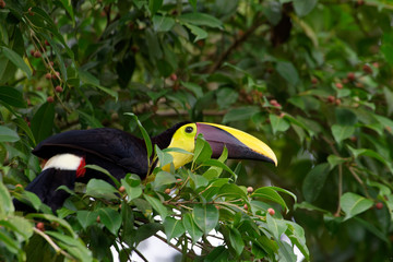 Swainson's toucan or chestnut-mandibled toucan is a subspecies of the yellow-throated toucan. which breeds from eastern Honduras to northern Colombia to western Ecuador.