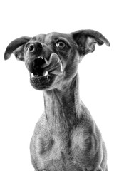   Pinscher nain langue sortie