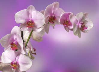 Naklejka na ściany i meble Card or invitation with orchid background. Greeting card. Elegance pattern with orchid.