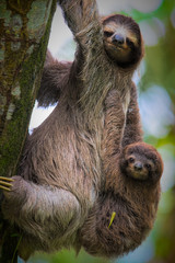A brown-throated sloth (Bradypus variegatus) is a 3-toed sloth. They are mostly living in high...