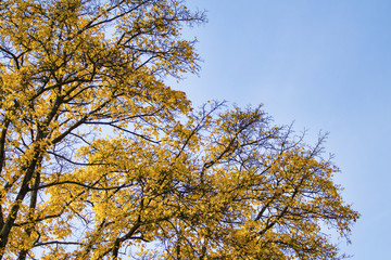 autumn branches with yellow leaves against the sky