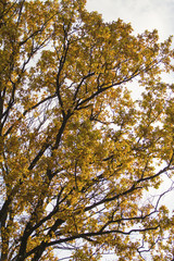 autumn branches with yellow leaves against the sky