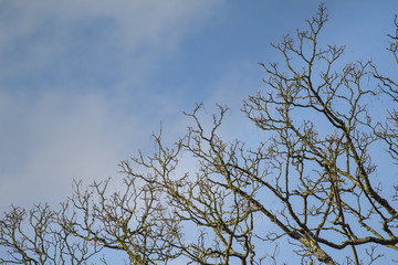 autumn bare branches against the sky