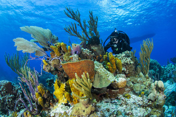 Diver and Coral Reef