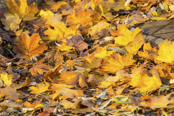 pile of fallen yellow leaves