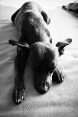 Cute black dog sleeping