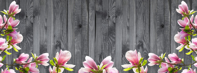 Holiday background with pink magnolia flowers