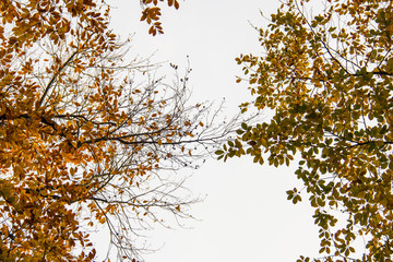 colorful fall and leaves