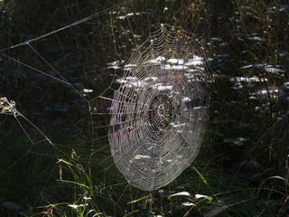 Spinnennetz im Gegenlicht