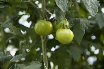 Organic ripe tomato cluster in a greenhouse