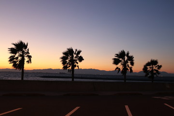 ヤシの木と夕陽