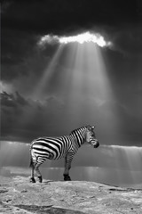 Zebra in the wild - National park Kenya