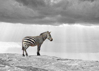 Fototapeta na wymiar Black and white photography with color zebra