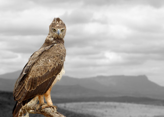 Black and white photography with color hawk