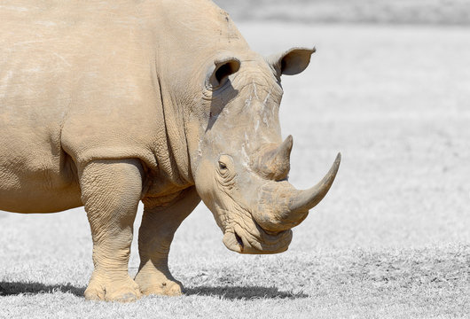 Black and white photography with color rhino