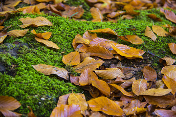 colorful fall and leaves
