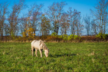 Fototapeta premium White horse in the meadow. Idyllic peaceful world of animals. 